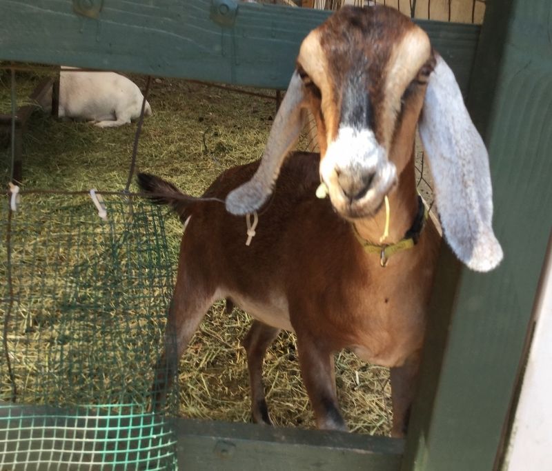 Petting Zoo. Click for full size. Petting Zoo image. Click for full size.
