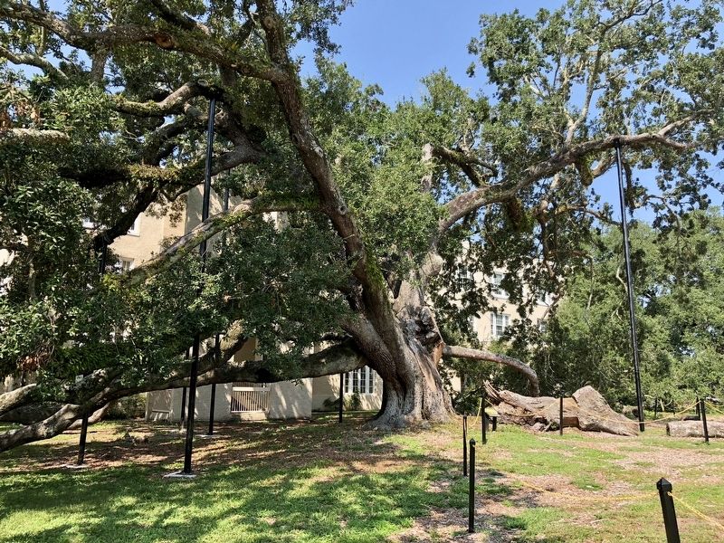 The Friendship Oak image. Click for full size.