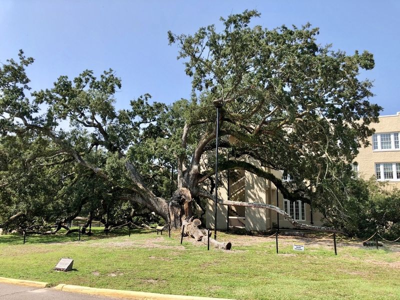 The Friendship Oak image. Click for full size.