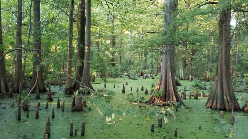 Greenville Cypress Preserve. Click for full size. Greenville Cypress Preserve image. Click for full size.