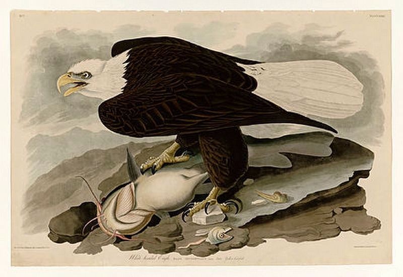 The Bald Eagle by John James Audubon. Click for full size. The Bald Eagle by John James Audubon image. Click for full size.
