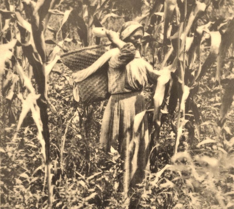Marker detail: Cherokee woman harvests corn using a bundle basket on her back image. Click for full size.