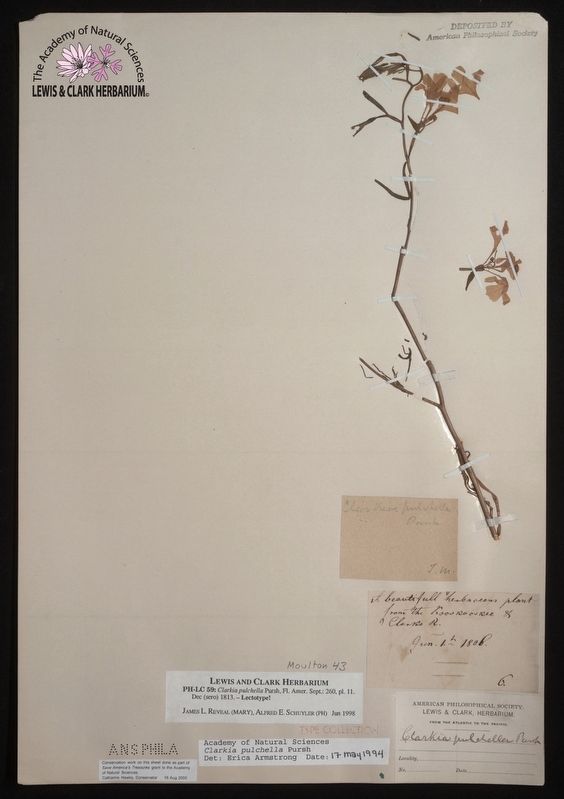 Original specimen of the Clarkia pulchella, preserved by Lewis image. Click for full size.