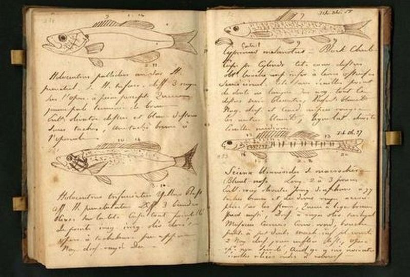 Drawings from the Journals of Lewis and Clark image. Click for full size.