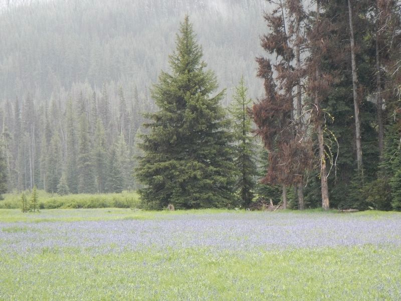 Packer Meadows with camas fields image. Click for full size.