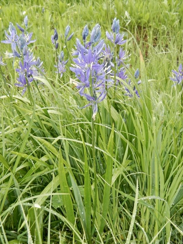 Camas image. Click for full size.