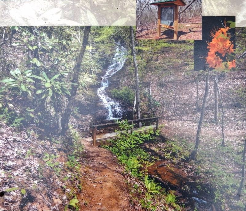 Marker detail: Images from the Bartram trail image. Click for full size.