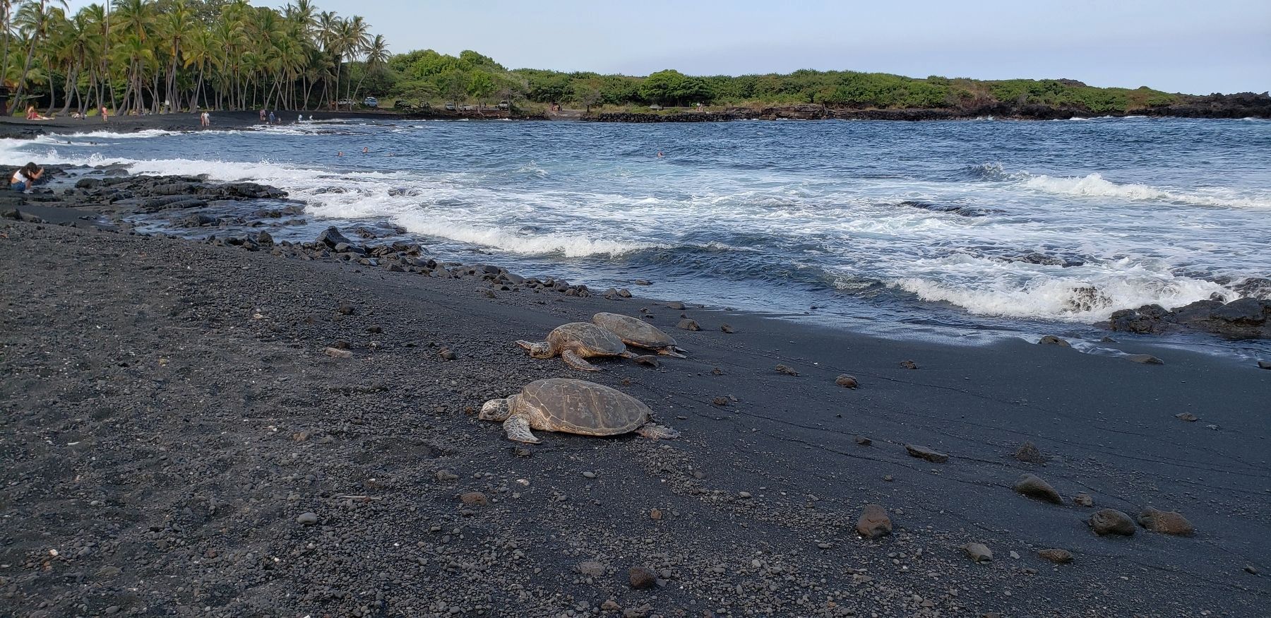 Turtles on Punalu'u Black Sand Beach (<i>view from near marker</i>) image. Click for full size.