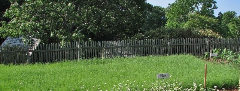 Flax growing in the Brinegar garden (<i>view from near marker</i>). Click for full size. Flax growing in the Brinegar garden (<i>view from near marker</i>) image. Click for full size.