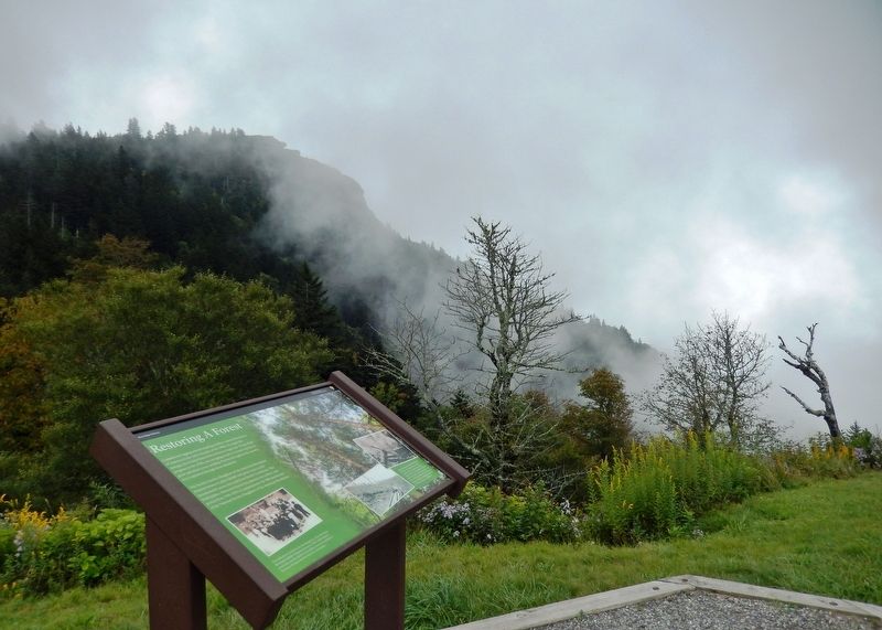 Restoring A Forest Marker (<i>wide view; Devil's Courthouse formation in background</i>) image. Click for full size.