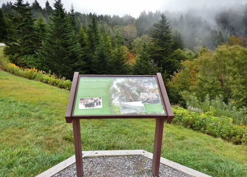Restoring A Forest Marker (<i>tall view; Devil's Courthouse trail through trees in background</i>) image. Click for full size.