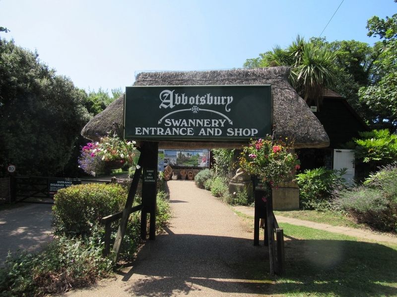 Abbotsbury Swannery. Click for full size. Abbotsbury Swannery image. Click for full size.