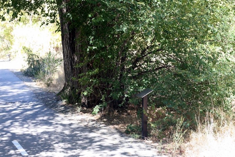 Cedar Tree Marker image. Click for full size.
