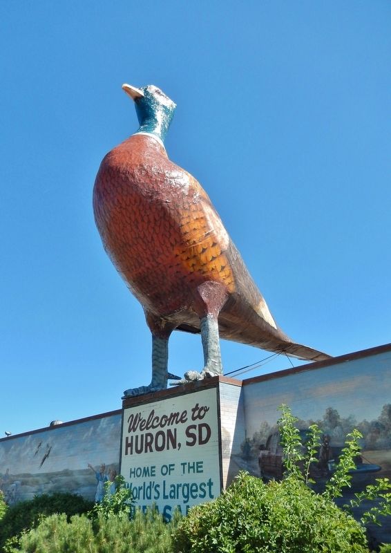 The World's Largest Pheasant image. Click for full size.