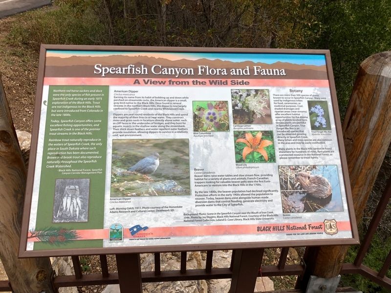 Spearfish Canyon Flora and Fauna Marker. Click for full size. Spearfish Canyon Flora and Fauna Marker image. Click for full size.