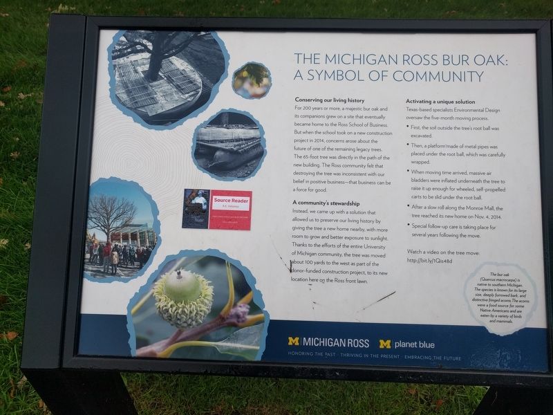 The Michigan Ross Bur Oak Marker image. Click for full size.