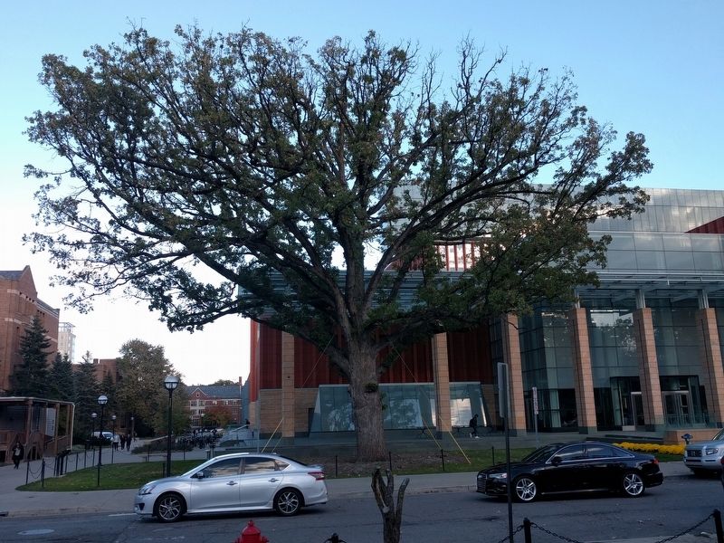 The Michigan Ross Bur Oak and Marker image. Click for full size.