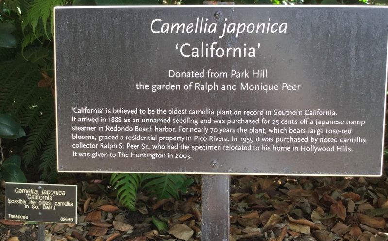 Camellia Japonica California Marker image. Click for full size.