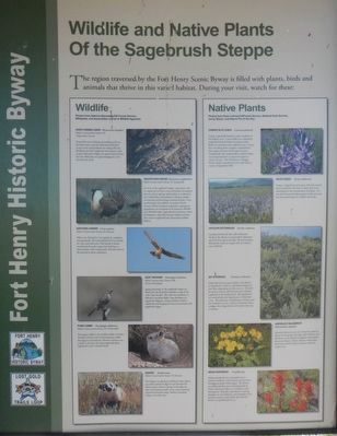 Wildlife and Native Plants Of the Sagebrush Steppe panel image. Click for full size.