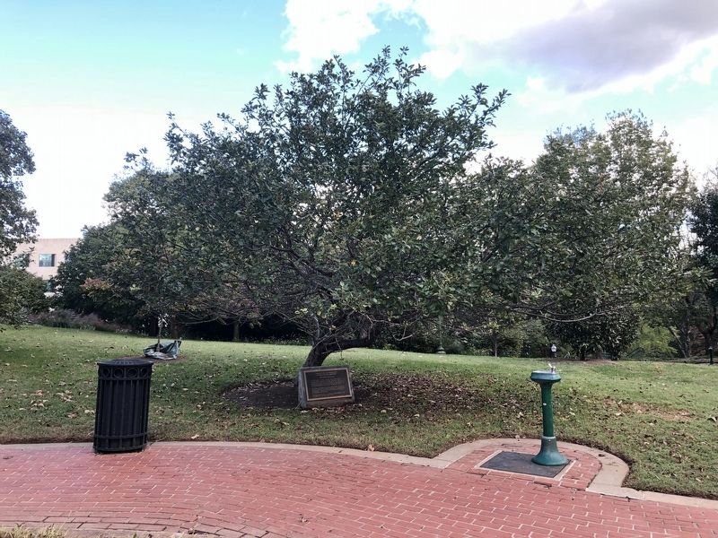 The Newton Apple Tree and marker image. Click for full size.