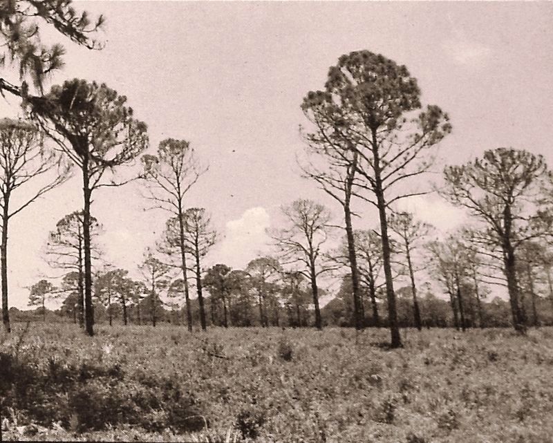 Marker detail: Pine Flatwoods. Click for full size. Marker detail: Pine Flatwoods image. Click for full size.