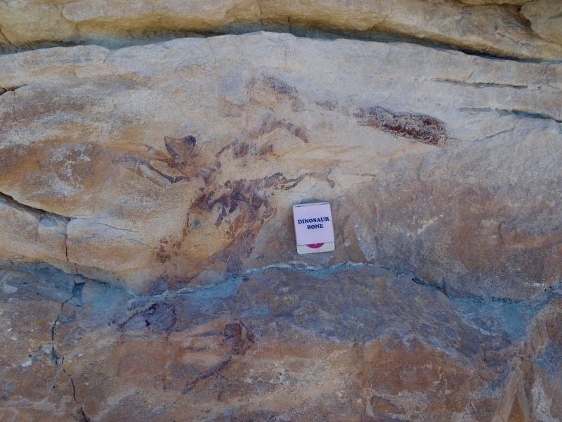 A large Dinosaur bone deposit. image. Click for full size.