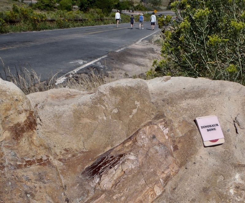 A small Dinosaur bone next to the Dinosaur Ridge Trail image. Click for full size.