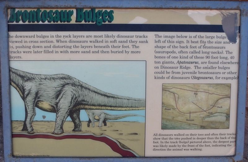 Brontosaur Bulges Marker image. Click for full size.