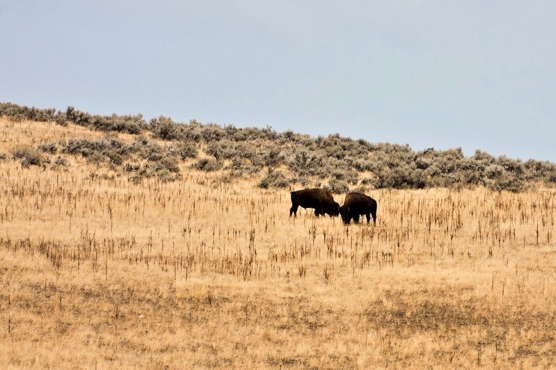 Buffalo Grazing at Camera Flat image. Click for full size.