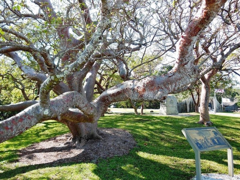De Soto Trail Monument Marker (<i>wide view; gigantic gumbo limbo trees to left of marker</i>) image. Click for full size.