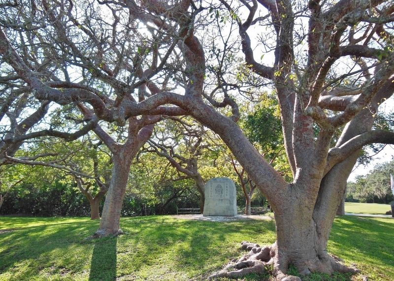 Gumbo Limbo trees around the De Soto Trail Monument image. Click for full size.