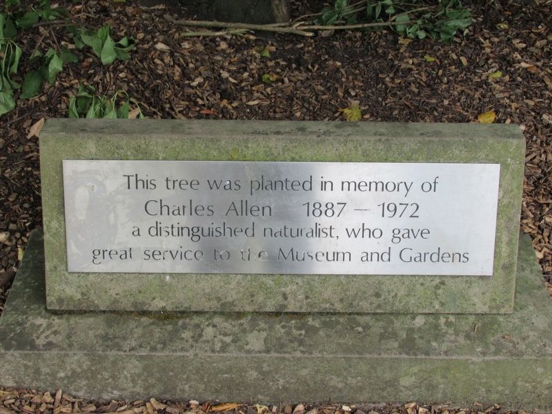 Charles Allen Tree Marker image. Click for full size.