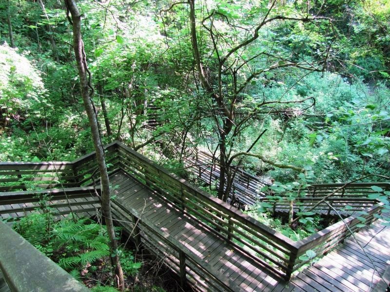 Devil's Millhopper (<i>boardwalk staircase leading down into the sink hole</i>). Click for full size. Devil's Millhopper (<i>boardwalk staircase leading down into the sink hole</i>) image. Click for full size.