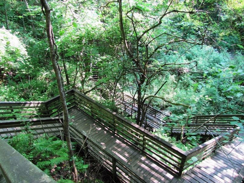 Devil's Millhopper (<i>boardwalk staircase leading down into the sink hole</i>) image. Click for full size.
