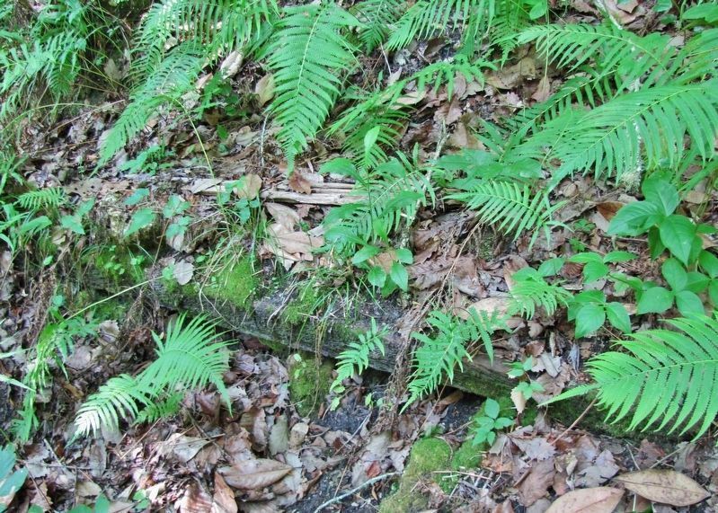 Devils Millhopper 1930's CCC Railroad Tie Remnant. Click for full size. Devils Millhopper 1930's CCC Railroad Tie Remnant image. Click for full size.