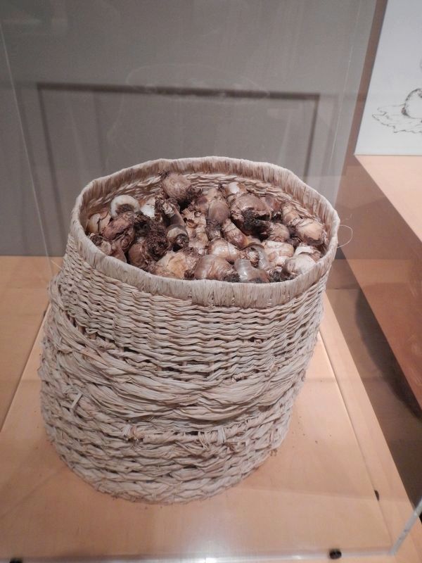 Dried Camas Bulbs. Click for full size. Dried Camas Bulbs image. Click for full size.