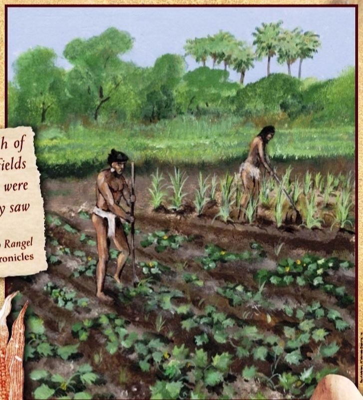 Marker detail: Florida Indian crops consisted of corn, called maize, beans and squash. Click for full size. Marker detail: Florida Indian crops consisted of corn, called maize, beans and squash image. Click for full size.