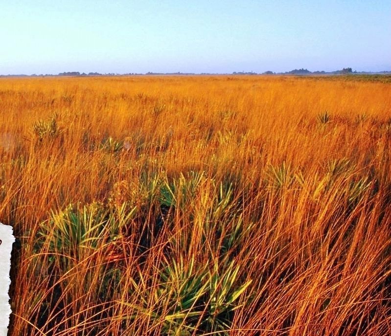 Marker detail: ”Kissimmee Prairie” by Jeff Ripple. Click for full size. Marker detail: ”Kissimmee Prairie” by Jeff Ripple image. Click for full size.