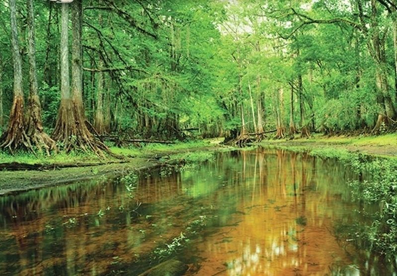 Marker detail: “Withlacoochee River” by Jeff Ripple. Click for full size. Marker detail: “Withlacoochee River” by Jeff Ripple image. Click for full size.
