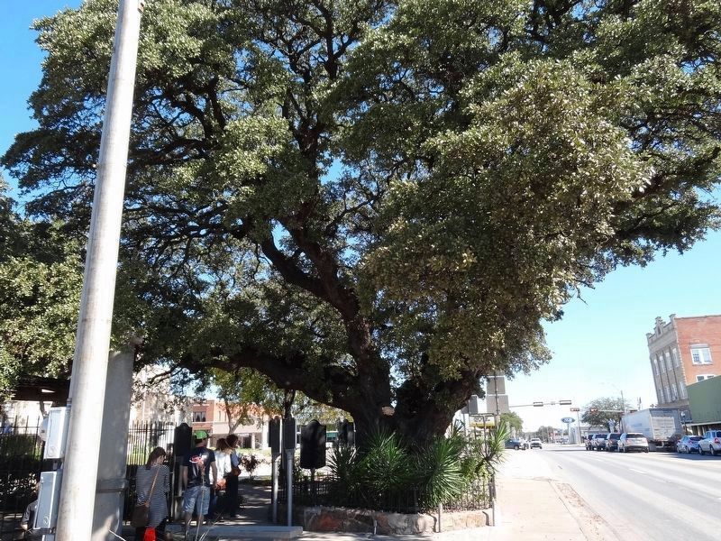 Fleming Oak Marker. Click for full size. Fleming Oak Marker image. Click for full size.