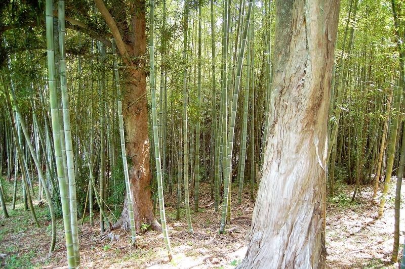 Bamboo image. Click for full size.