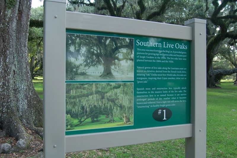 Southern Live Oaks Marker image. Click for full size.