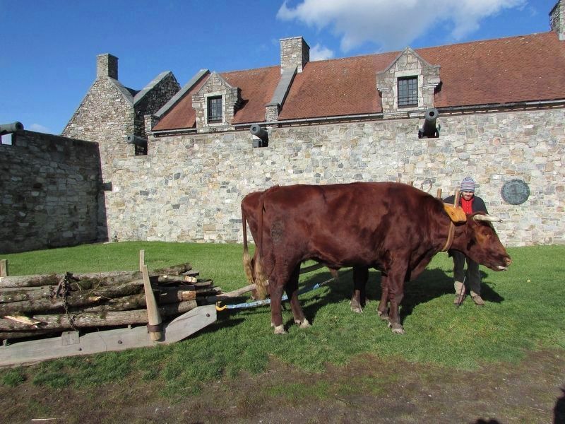 Oxen Team at Fort Ticonderoga image. Click for full size.