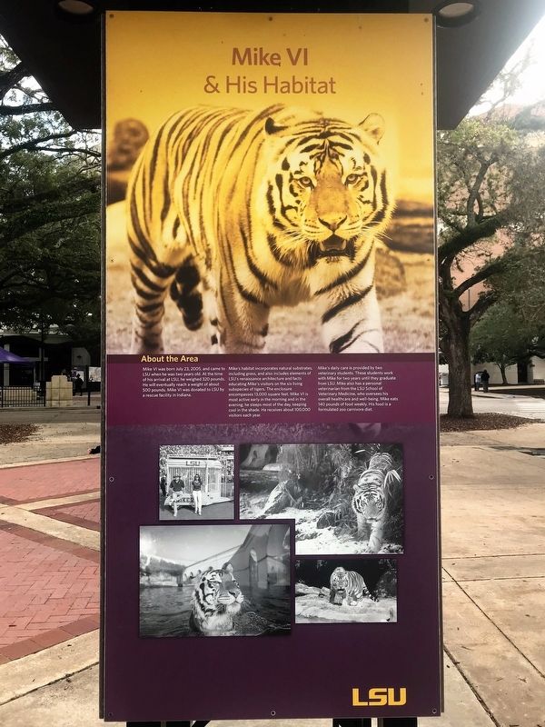 Mike the Tiger - History Marker. Click for full size. Mike the Tiger - History Marker image. Click for full size.