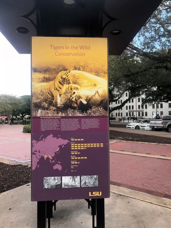 Mike the Tiger - History Marker. Click for full size. Mike the Tiger - History Marker image. Click for full size.