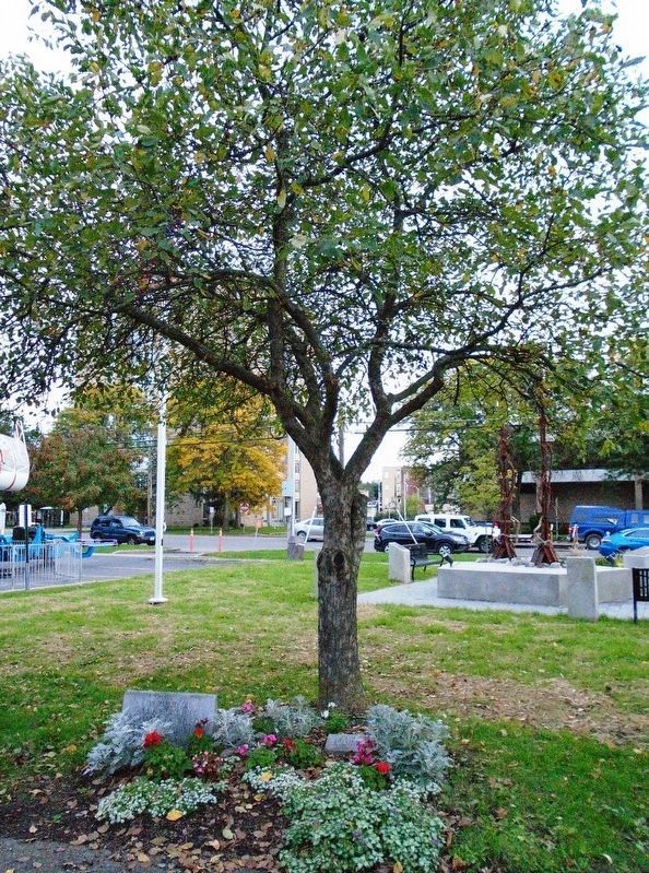 Lt. James W. Wilson and POW/MIA Freedom Tree Markers and Tree. Click for full size. Lt. James W. Wilson and POW/MIA Freedom Tree Markers and Tree image. Click for full size.