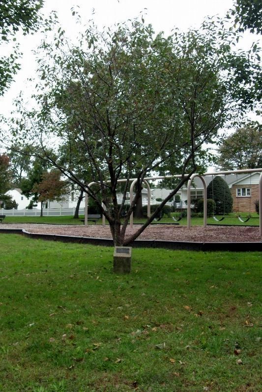 Memorial tree and marker. Click for full size. Memorial tree and marker image. Click for full size.