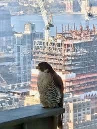 A Peregrine Falcon in New York City image. Click for full size.