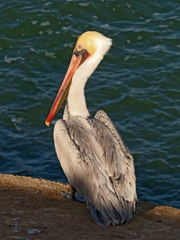 Brown Pelican image. Click for full size.