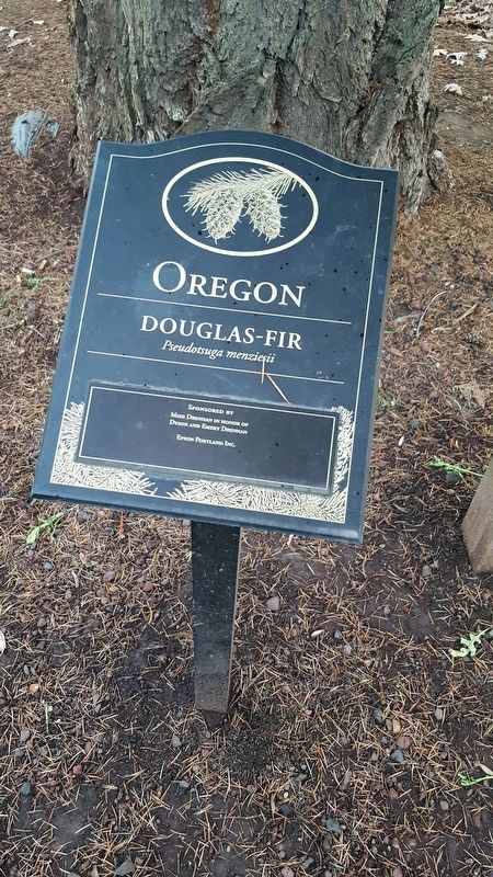 Oregon's Heritage Tree (Douglas Fir) image. Click for full size.